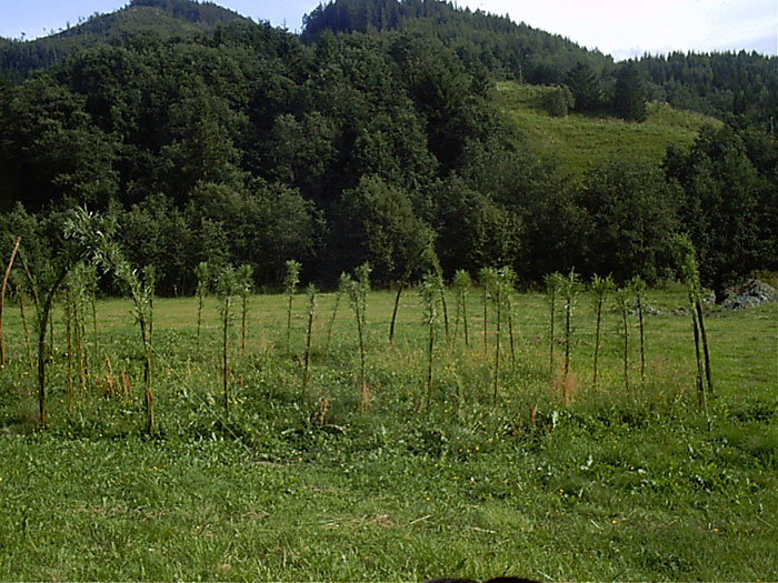 Levende hegn